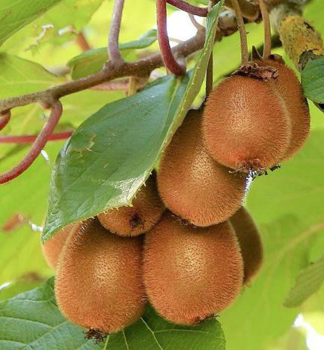 Kiwi vekoplod SOLO 30-40 cm, kont. 2 l