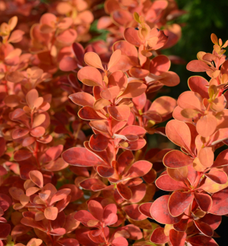 Dil Thunbergv 'ORANGE ICE' 30-40 cm, kont. 2 l