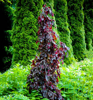Buk lesn PURPLE FOUNTAIN 200-230 cm, kont. 15 l