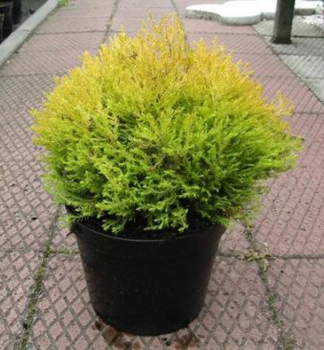 Thuja occidentalis RHEINGOLD v repnku