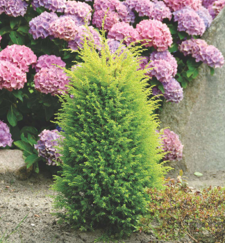 Jalovec obecn GOLD CONE 20-30 cm, kont. 2 l
