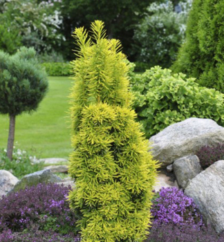 Tis obecn sloupovit DAVID 50-60 cm, kont. 2 l