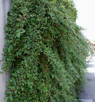 Cotoneaster dammeri SKOGHOLM