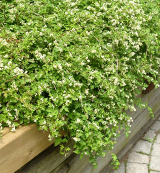 Korunatka klan CRISPA 20-30 cm, kont. 1 l