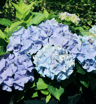 Hortenzie velkolistá ´EVERBLOOM BLUE WONDER´ 50-60 cm, kont. 5 l