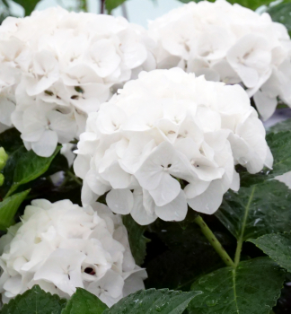 Hortenzie velkolist EVERBLOOM WHITE WONDER 50-60 cm, kont. 5l