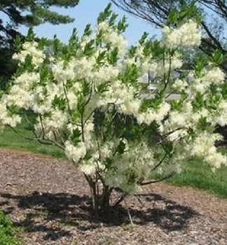 Chionanthus virginsk 40-50 cm, kont. 3,5 l
