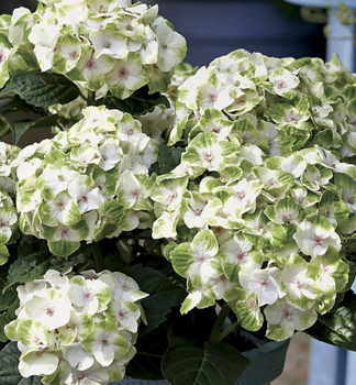 Hortenzie velkolist MFS NOBLESSE 60-70 cm, kont. 4 l