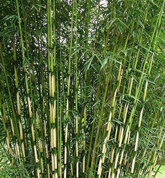Bambus / Fargesia robusta / CAMPBELL 100-120 cm, kont. 5 l