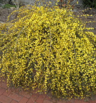 Jasminum nudiflorum