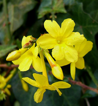 Jasminum nudiflorum, detail kvetu