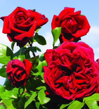 Růže velkokvětá keřová ´BELLEVUE®´ * Kordes 2015, 40-50 cm, kont. 2 l