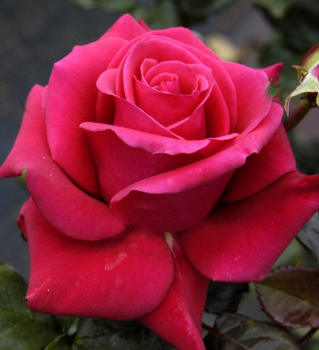Růže velkokvětá keřová ´CHERRY LADY®´ * Kordes 2012, 30-40 cm, kont. 2 l