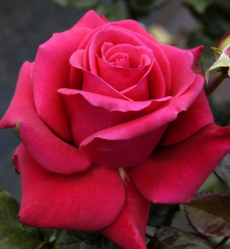 Růže velkokvětá keřová ´CHERRY LADY®´ * Kordes 2012, kont. 2 l