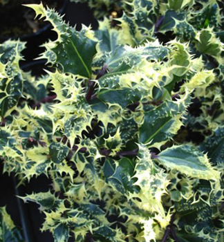 Cesmna vroubkovan FEROX ARGENTEA 60-70 cm, kont. 3 l
