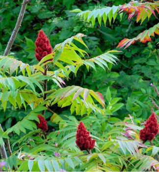 �kumpa hladk�, 50-60 cm, kont. 5 l