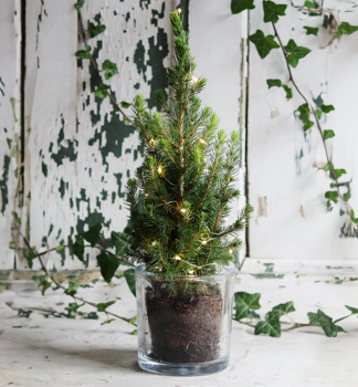 Smrk b�ly �DAISY�S WHITE� 40-50 cm, kont. 2,5 l