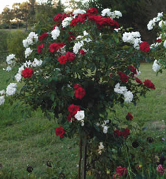 Růže stromková 'MILDRED + VIRGO' na kmínku 110 cm, kont. 5 l