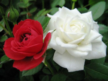 Růže stromková ´SATCHMO+WHITE CRYSTAL´ na kmínku 110 cm, kont. 7,5 l