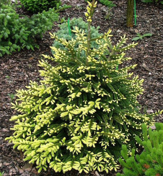 Smrk vchodn GOLDEN START 50-60 cm, kont. 10 l