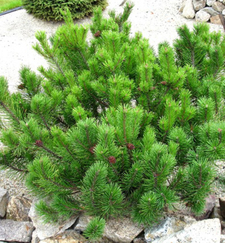 Borovice kle PUMILIO 15-20 cm, kont. 2 l