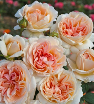 Růže keřová extra voňavá ´GROSSHERZOGIN LUISE®´ ***** Kordes 2017, 40-50 cm, kont. 2 l