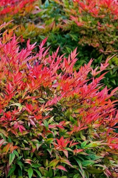 Nandina domc FLIRT 30-40 cm, kont. 2 l