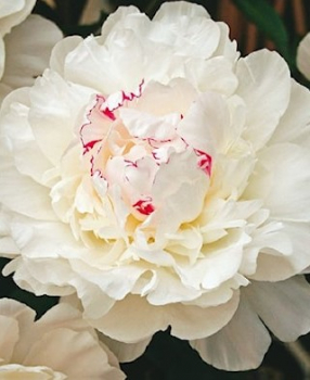 Pivoka bylinn WHITE SENSATION kont. 1 l