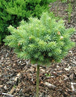 Obrzok (5)