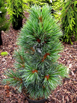 Obrzok (2)