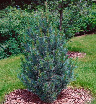 Borovice limba GLAUCA 10-15 cm, kont. 2,5 l