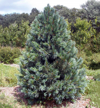 Borovica ohebn� �VANDERWOLFS PYRAMID� 30-40 cm, kont. 7,5 l