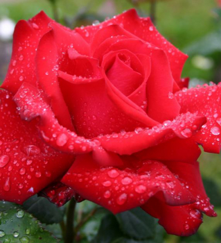 Růže velkokvětá keřová ´GRANDE AMORE®´ ** ADR, Kordes 2004, 40-50 cm, kont. 2 l