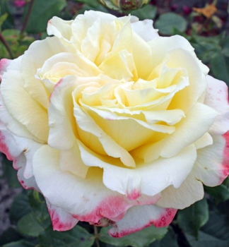 Růže velkokvětá keřová ´ATHENA®´ * Kordes 2014, kont. 2 l