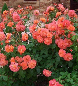 Re parkov WESTERLAND **** Kordes 1969, kont. 2 l 