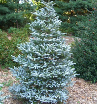 Jedle korejsk SILBERLOCKE 40-50 cm, kont. 5 l