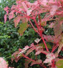 Acer conspicuum RED FLAMINGOdetail listov