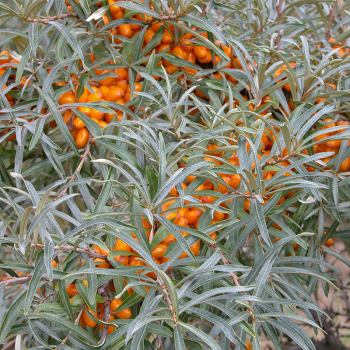 Obrzok (2)