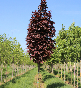 Javor ml CRIMSON SENTRY na kmienku 120 cm, kont. 7,5 l