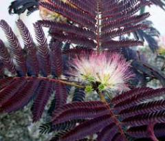 Detail kvetu Albizia julibrissin SUMMER CHOCOLATE