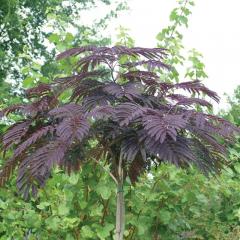 Vemi prjemn symetrick koruna mladho stromu Albizia julibrissin SUMMER CHOCOLATE.