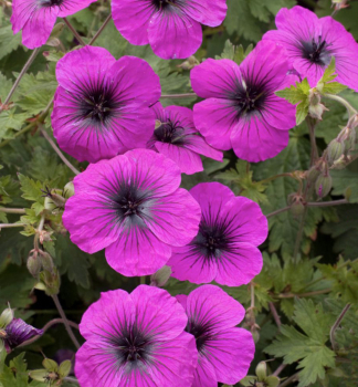 Kakost hybridn� �DRAGON HEART� kont. 0,5 l