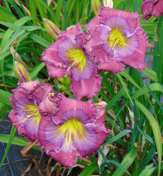 Denivka hybridn LAVENDER BLUE BABY, kont. 1 l