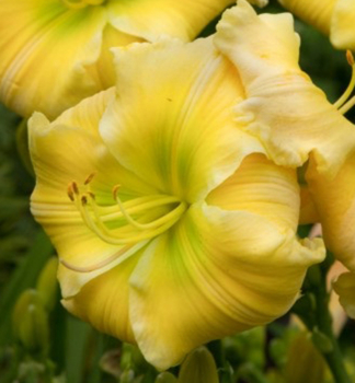 Denivka hybridn TEQUILLA AND LIME kont. 1 l