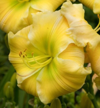 Denivka hybridn TEQUILLA AND LIME kont. 1 l