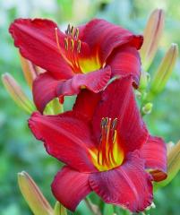Denivka hybridn CHICAGO APACHE kont. 1 l