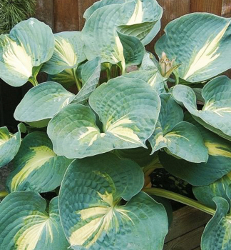 Hosta (Bohyka) THUNDERBOLT kont. 1 l