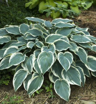 Hosta (Bohyka) EL NINO kont. 1 l