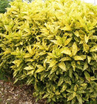 Aukuba japonsk CROTONIFOLIA GOLD 40-50 cm, kont. 5 l