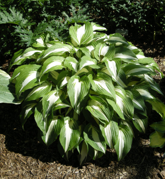 Hosta (Bohyka) NIGHT BEFORE CHRISTMAS kont. 1 l